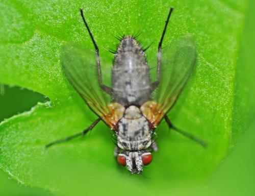 Solieria sp.